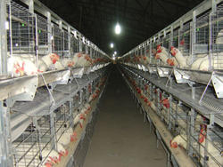 Manufacturers Exporters and Wholesale Suppliers of Cage System for Poultry Equipment Mohali Punjab